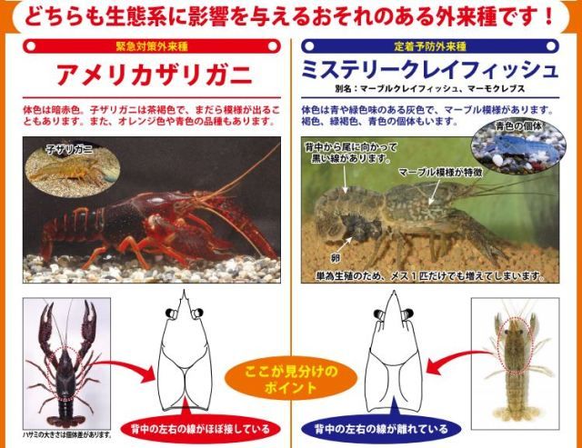 lobster air tawar