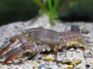 12 Fakta Unik Lobster: Kanibal dan Poliandri