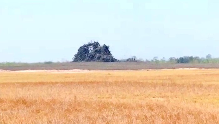 Oro-oro Kesongo