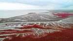 Foto: Pantai Merah yang Bukan Pantai di China