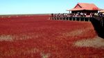 Foto: Pantai Merah yang Bukan Pantai di China