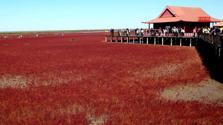 pantai merah di china pantai merah di china