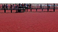 Adapun cara menikmati keindahan Pantai Merah ini adalah berjalan di jembatan kayu berkelok-kelok yang dibangun di atas lumpur. (AFP via Getty Images/ CNN Travel)