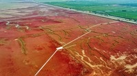 Namanya adalah Red Beach atau Pantai Merah. Kawasan unik ini berada di Panjin di timur laut China. (AFP via Getty Images/ CNN Travel)