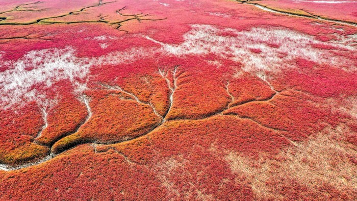 pantai merah di china pantai merah di china