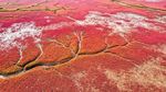 Foto: Pantai Merah yang Bukan Pantai di China