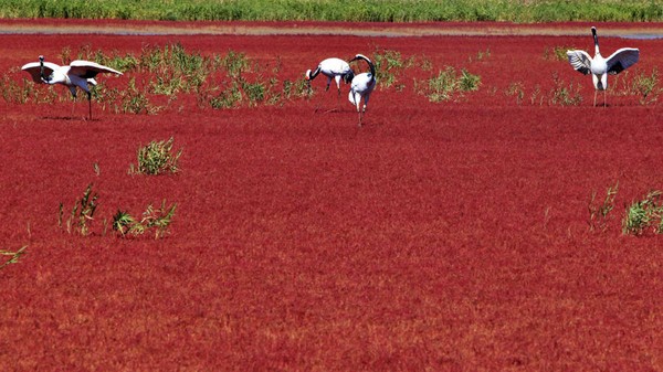 Sebagian besar Pantai Merah sepanjang 18 Km ditutup untuk umum dan dijadikan kawasan lindung pada tahun 1988. Daerah itu merupakan lahan basah, tertutup alang-alang dan persawahan. Serta juga menjadi rumah bagi 399 spesies hewan liar dari 260 jenis burung. Termasuk burung bangau yang terancam punah dan burung camar berparuh hitam. Sebagian besar Pantai Merah sepanjang 18 Km ditutup untuk umum dan dijadikan kawasan lindung pada tahun 1988. Daerah itu merupakan lahan basah, tertutup alang-alang dan persawahan. Serta juga menjadi rumah bagi 399 spesies hewan liar dari 260 jenis burung. Termasuk burung bangau yang terancam punah dan burung camar berparuh hitam.