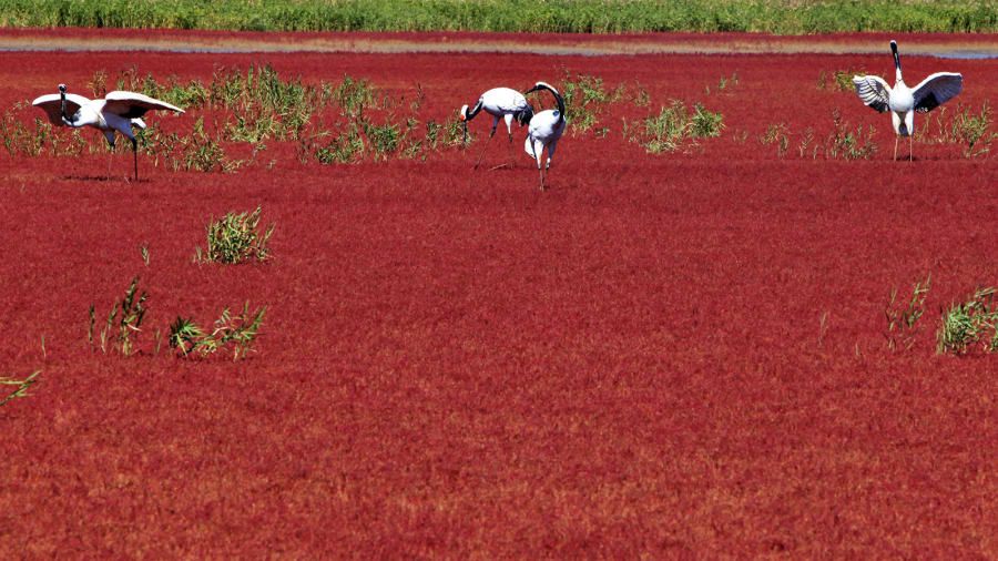 pantai merah di china