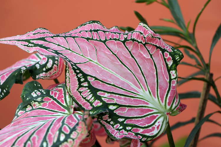 Caladium Leaf or Queen of the Leafy Plants, fancy elephant ear plant and colorful leaves.