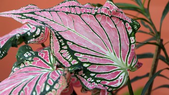 Caladium atau keladi adalah genus yang memiliki belasan spesies. Karakteristik utamanya adalah daun besar yang berbentuk ujung anak panah, dengan warna merah, pink atau putih. Tanaman hias ini bisa dibeli dengan harga mulai dari Rp 100.000 hingga jutaan rupiah, tergantung spesies dan ukurannya. (Foto: Getty Images/iStockphoto/Achisatha Khamsuwan)