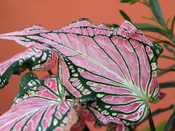 Potret Aneka Tanaman Hias Cantik yang Populer Saat Ini