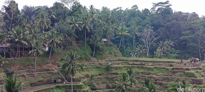 Tegallalang Rice Terrace