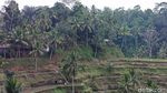 Potret Sisi Lain Tegallalang Bali