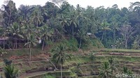 Tegallalang Rice Terrace pernah didapuk sebagai keajaiban alam terindah di dunia versi situs berita Insider. Begitu banyak wisatawan yang berfoto ria di pematang sawahnya (Foto: Ahmad Masaul Khoiri/detikcom)