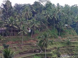 Melihat Lagi Keelokan Alami Tegallalang Bali