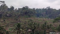 Tegallalang Rice Terrace saat itu terbilang sangat sepi. Kami hanya berpapasan satu kelompok wisatawan saja. (Foto: Ahmad Masaul Khoiri/detikcom)