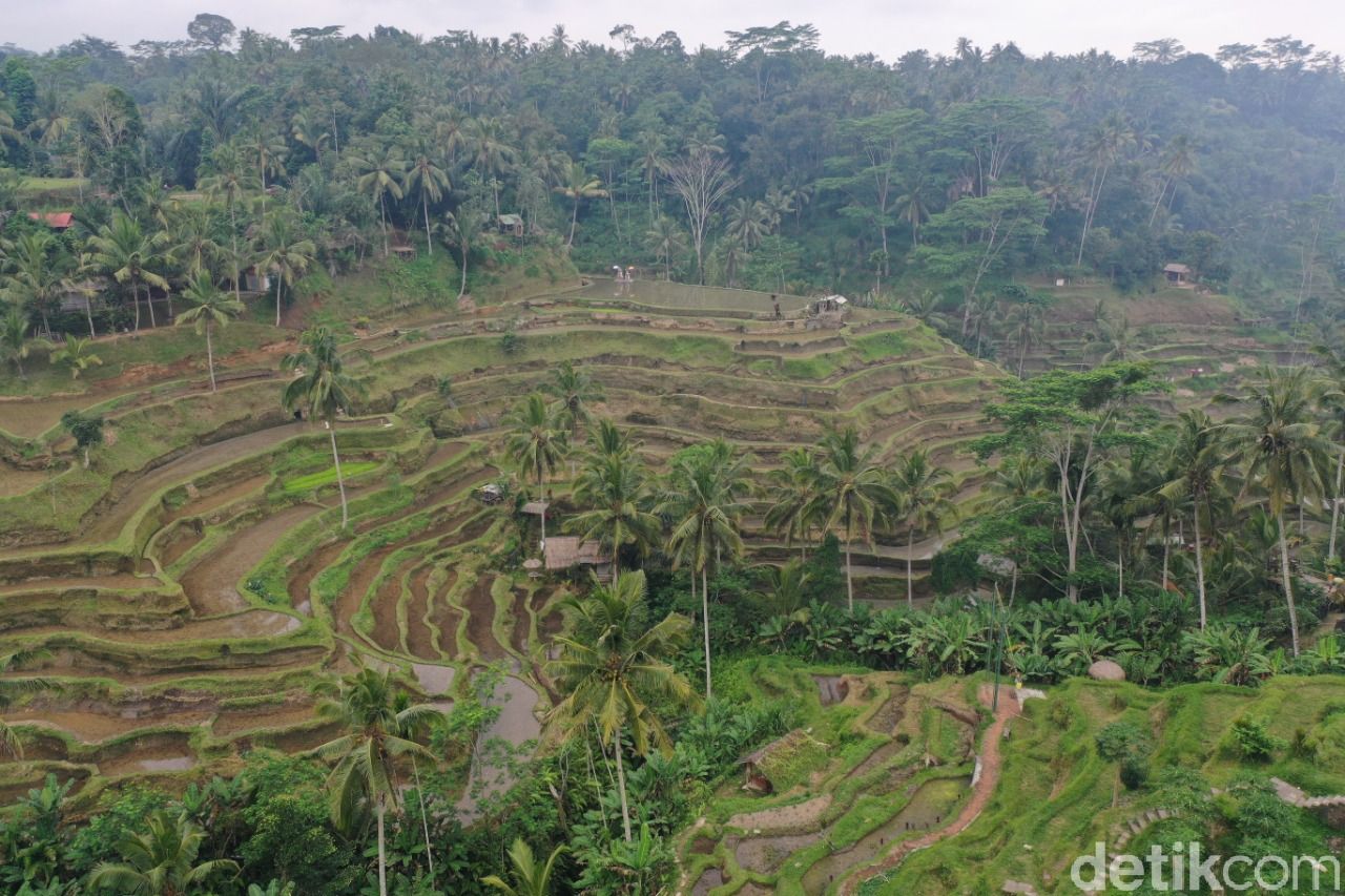 Tegallalang Rice Terrace