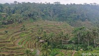 Pepohonan kelapa menghiasi Tegallalang Rice Terrace. Kala musim panen padi tiba persawahan di sini terlihat lebih cantik (Foto: Yulius Dimas Wisnu/detikcom)