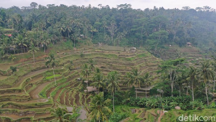 Tegallalang Rice Terrace