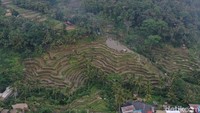 Titik Tegallalang Rice Terrace yang kami kunjungi ada di pinggir jalan raya persis. Ada banyak bangunan kafe atau restoran di sekitarnya. Di lokasi ini banyak dibangun spot untuk berfoto. Lokasi ini diurus oleh Desa Pekraman Tegallalang (Foto: Yulius Dimas Wisnu/detikcom)