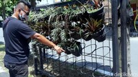 Pantauan detikcom, kondisi pot yang berjejer di beberapa titik jalan raya itu kondisinya tidak terawat. Banyak sampah berserakan di sekitar lokasi terutama di titik Jalab Sudirman, Palabuhanratu tepatnya ke arah komplek perkantoran Jajaway.