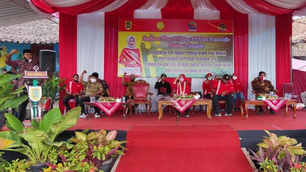 Acara panen yang dihadiri Bupati Klaten Sri Mulyani, Jumat (28/8/2020).