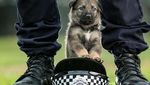 Potret Menggemaskannya Para  Anak Anjing Polisi