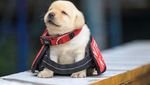 Potret Menggemaskannya Para  Anak Anjing Polisi