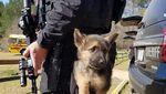 Potret Menggemaskannya Para  Anak Anjing Polisi