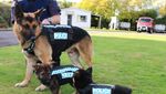 Potret Menggemaskannya Para  Anak Anjing Polisi
