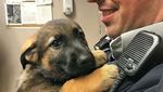 Potret Menggemaskannya Para  Anak Anjing Polisi