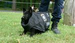 Potret Menggemaskannya Para  Anak Anjing Polisi