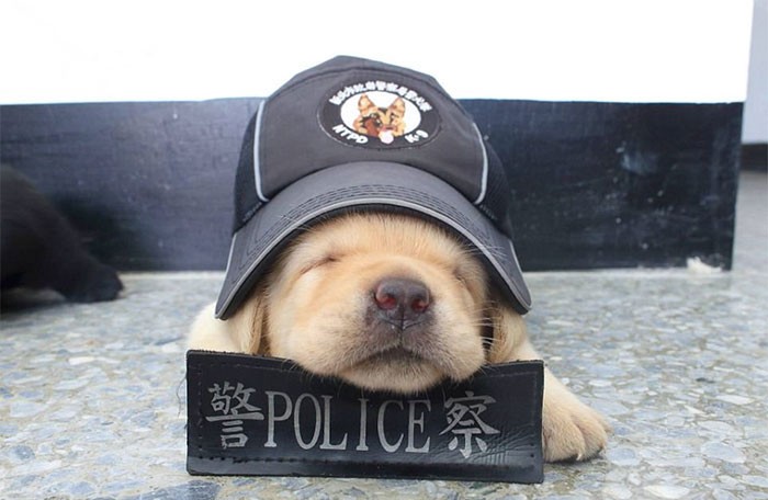 anak anjing polisi anak anjing polisi