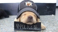 Duh gemes deh. Anjing sudah lama menjadi pembantu polisi dalam menyelesaikan masalah kriminal. Kemampuan penciuman mereka menjadi andalan polisi. (Bored Panda)