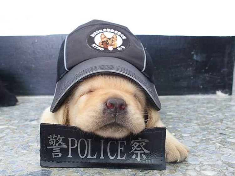 Potret Menggemaskannya Para  Anak Anjing Polisi