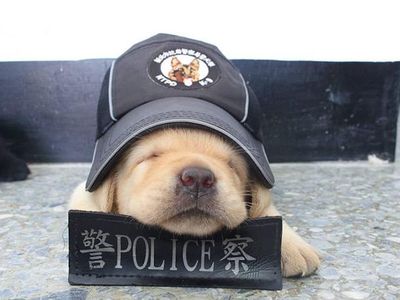 Potret Menggemaskannya Para Anak Anjing Polisi