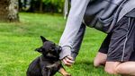 Potret Menggemaskannya Para  Anak Anjing Polisi
