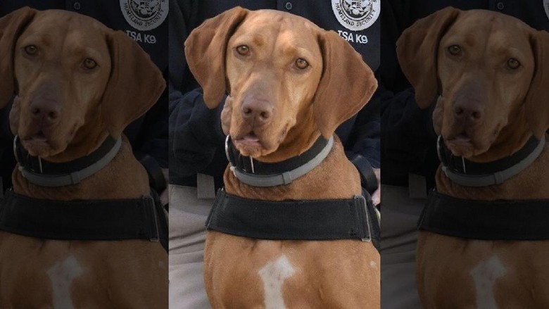 anjing pelacak TSA anjing pelacak TSA
