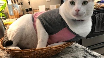 Sehinga berada di ruang yang sempit membantu mereka menjaga panas tubuh, tetutam di tempat-tempat yang bisa menampung panas seperti kotak karton. Foto: Brightside