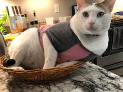 Potret Menggemaskan Kucing Lebih Suka Tempat Kecil, Ini Alasannya