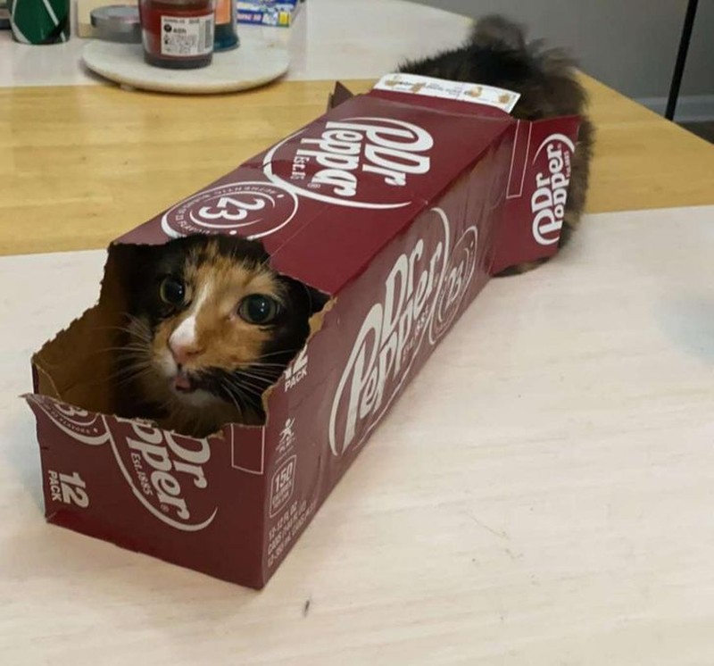 fotoinet kucing tempat kecil