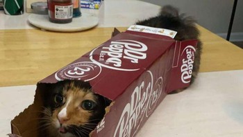 Dan karena rata-rata suu rumah sekitar 22 derajat yang jauh lebih lebih rendah dari suhu nyamannya, dan lantai di rumah bisa sangat dingin untuk ukuran si kucing.  Foto: Brightside