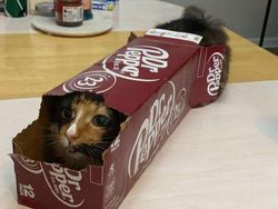 Potret Menggemaskan Kucing Lebih Suka Tempat Kecil, Ini Alasannya