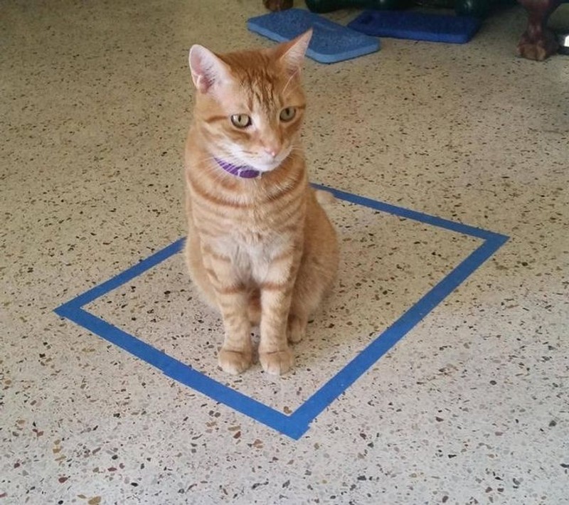 fotoinet kucing tempat kecil