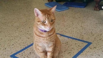 Maka tak heran jika mereka leih suka berbaring di dindin di bawah terik matahari dibandingkan di lantai alam rumah. Foto: Brightside