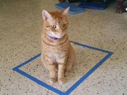 Potret Menggemaskan Kucing Lebih Suka Tempat Kecil, Ini Alasannya