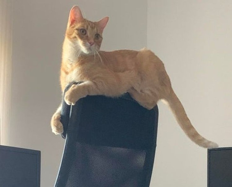 fotoinet kucing tempat kecil