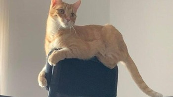 Seorang Profesor Spesialis Dalam Studi Hewan Nicholas Dodman, mengatakan kucing merasa lebih aman di tempat yang sempit.  Foto: Brightside