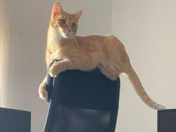 Potret Menggemaskan Kucing Lebih Suka Tempat Kecil, Ini Alasannya