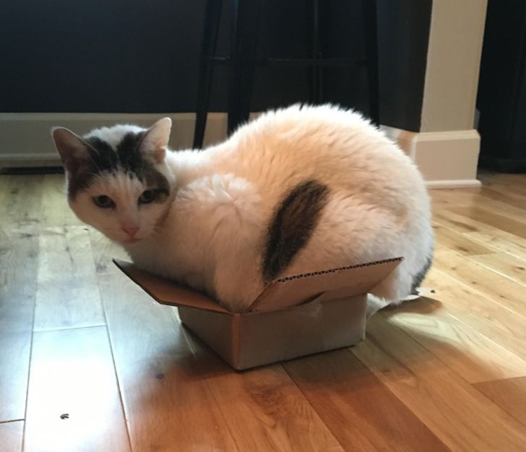fotoinet kucing tempat kecil